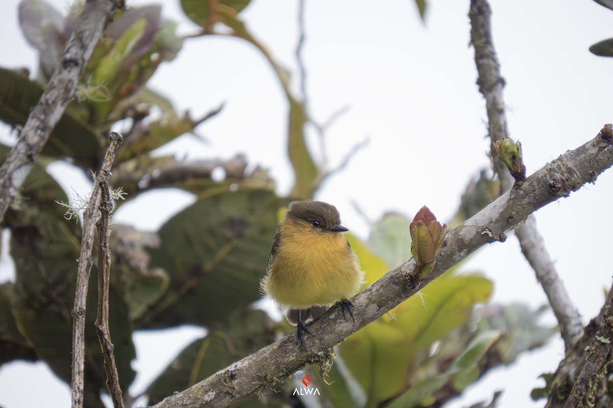 Ochraceous-breasted Flycatcher - ML636626858