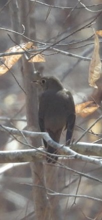 Hermit Thrush - ML636626859
