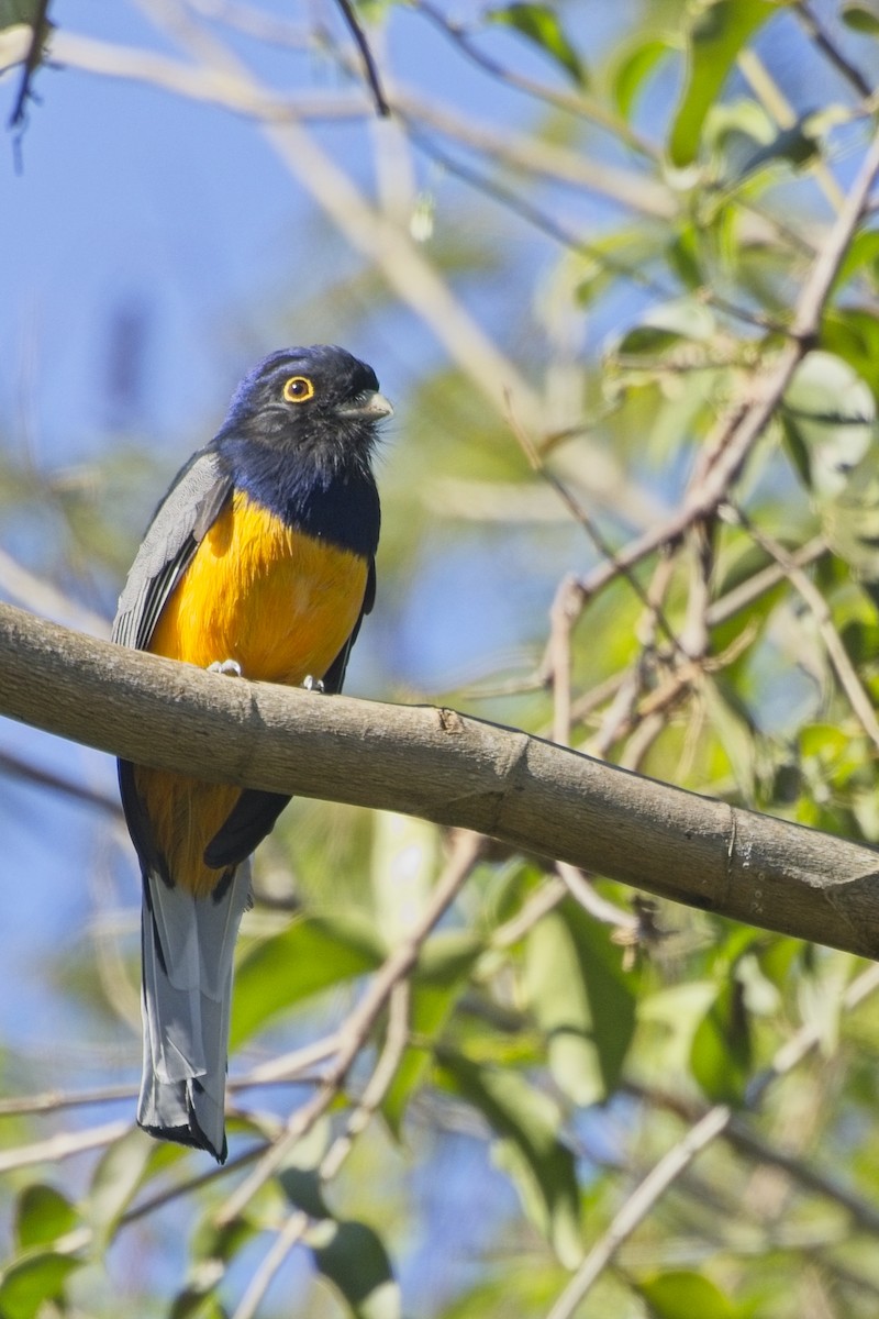 Surucua Trogon (Orange-bellied) - ML636626879