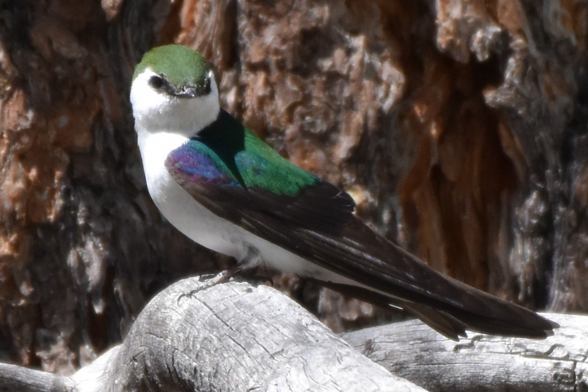 Violet-green Swallow - ML636626887