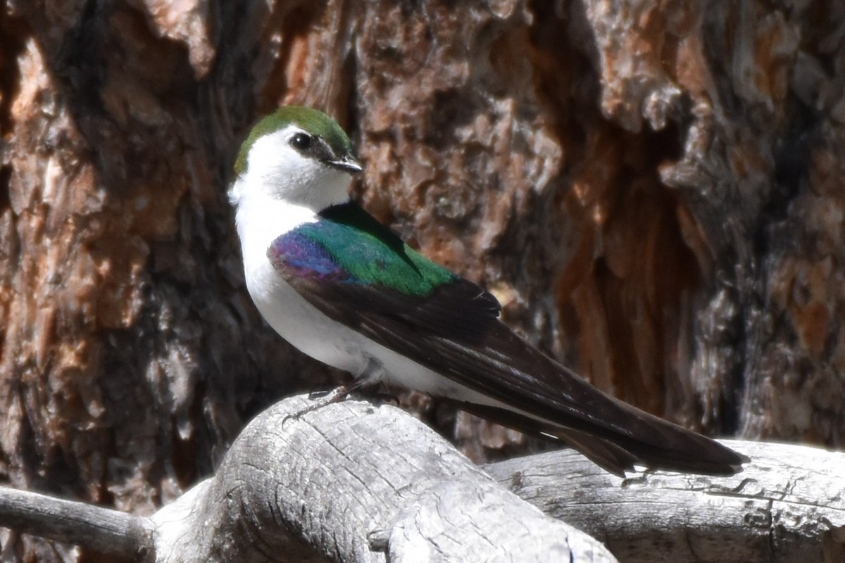 Violet-green Swallow - ML636626888