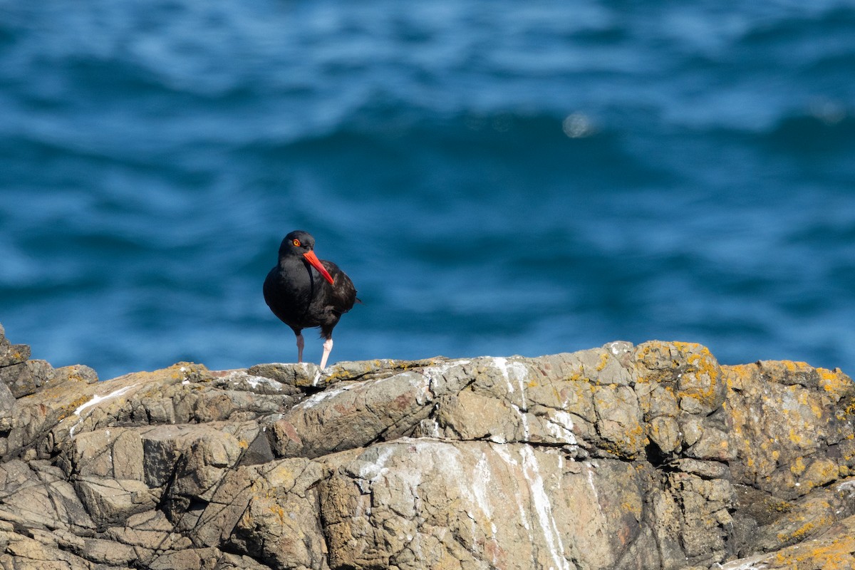 Black Oystercatcher - ML636626919