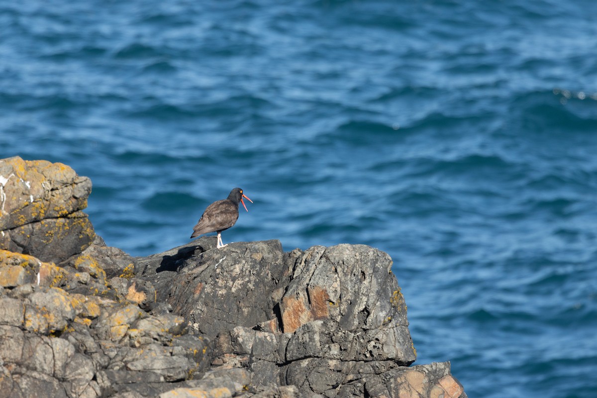 Black Oystercatcher - ML636626920