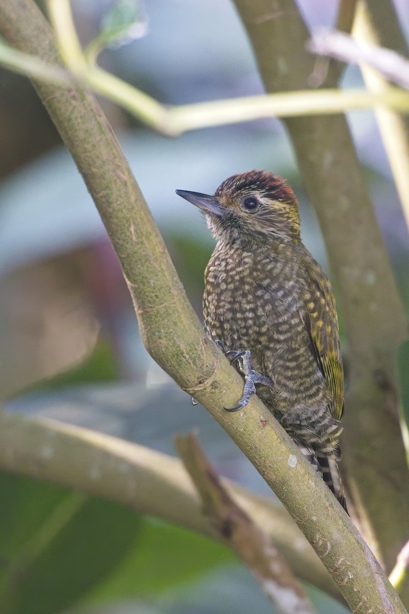 White-spotted Woodpecker - ML636626925