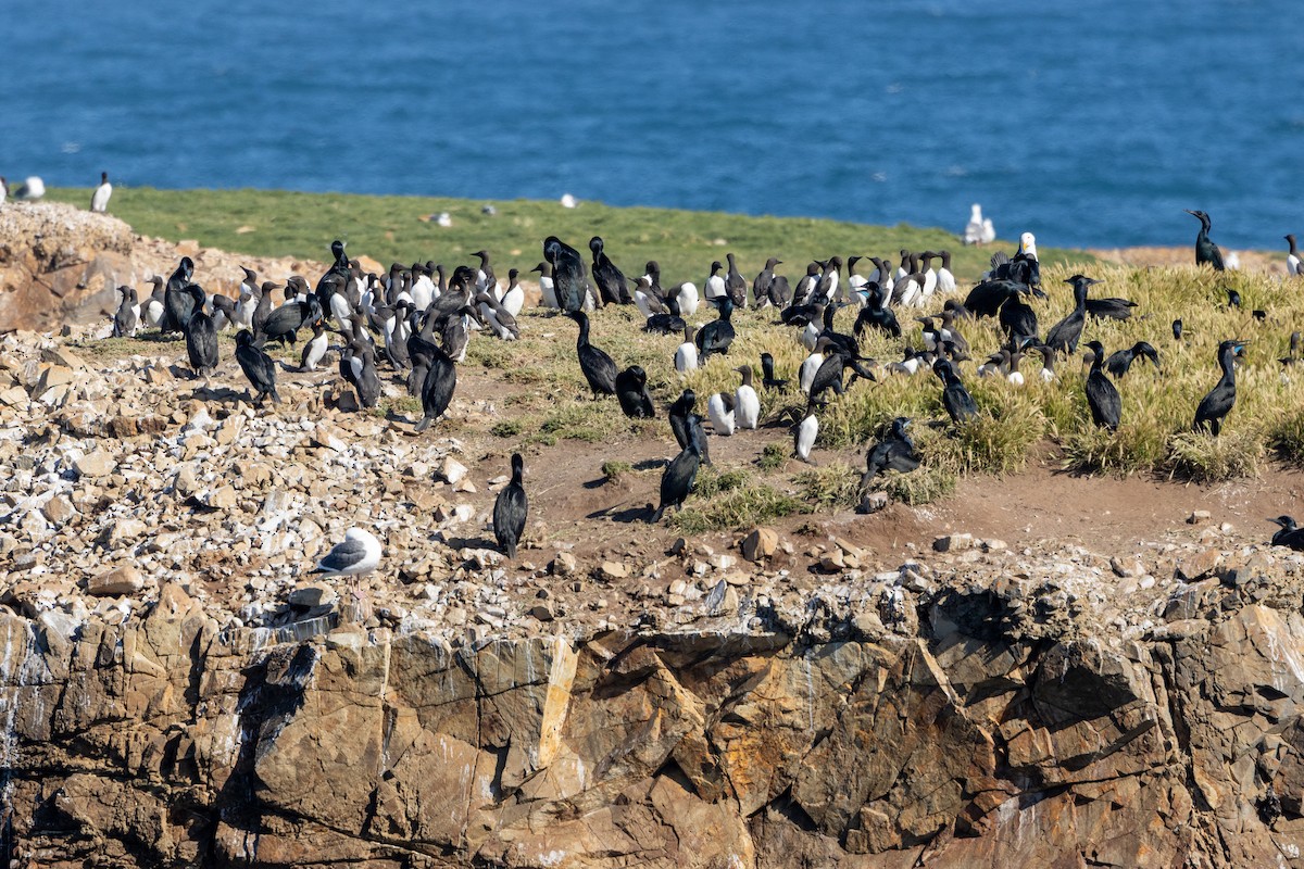 Common Murre - ML636626933
