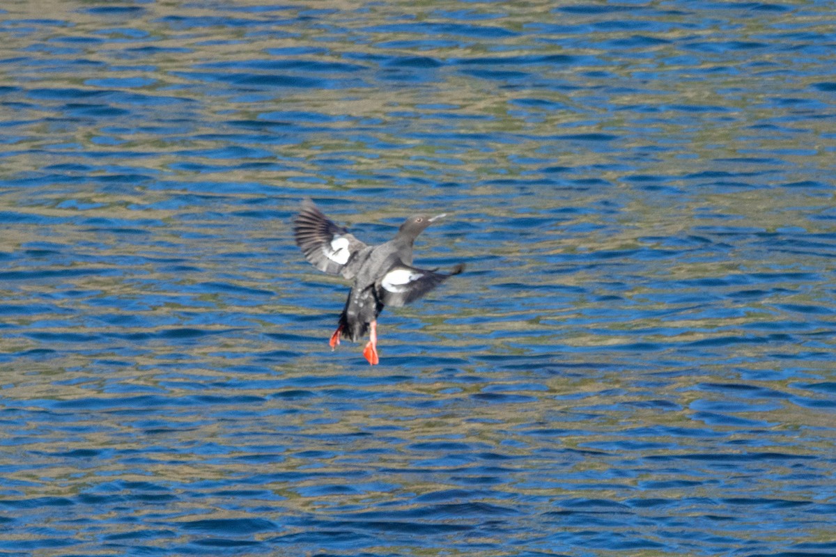 Pigeon Guillemot - ML636626972