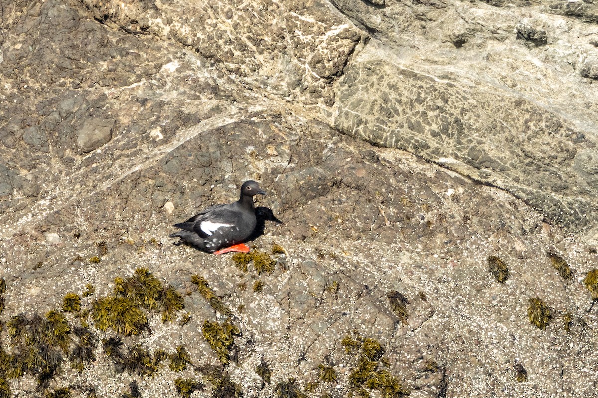 Pigeon Guillemot - ML636626973