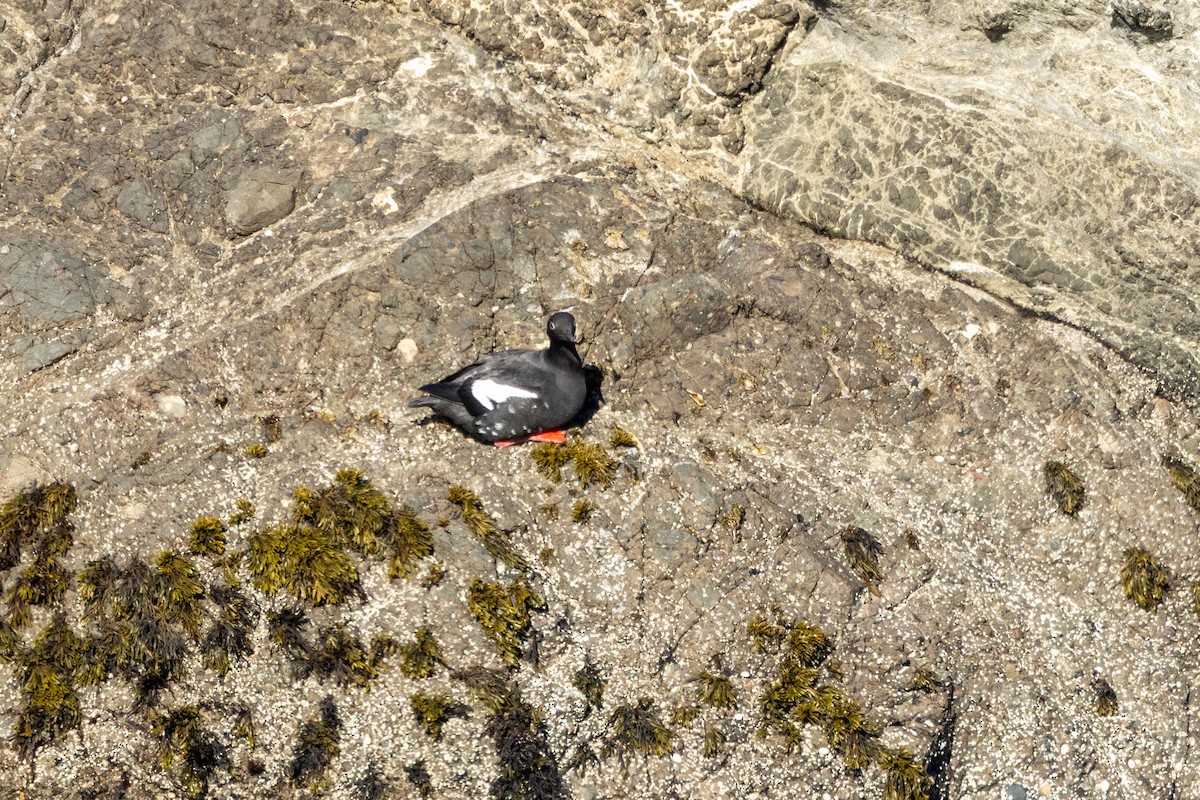 Pigeon Guillemot - ML636626974