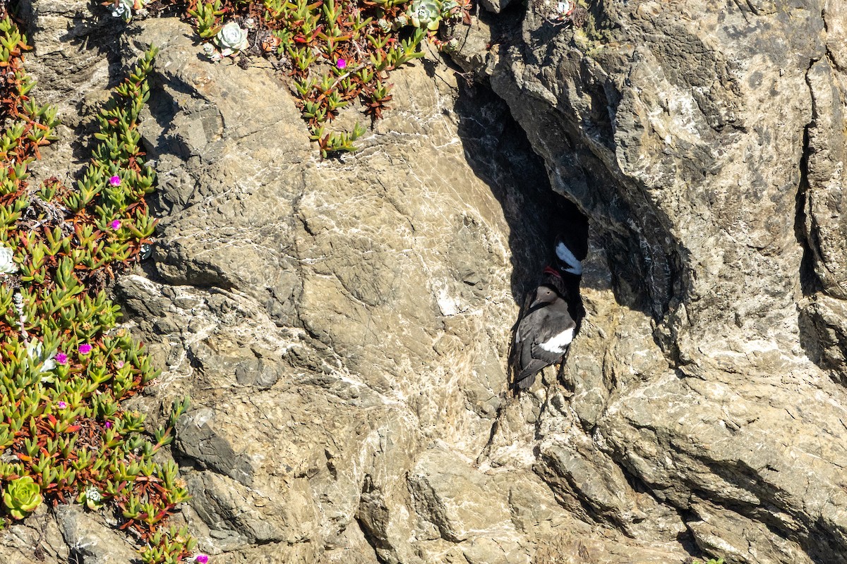 Pigeon Guillemot - ML636626977