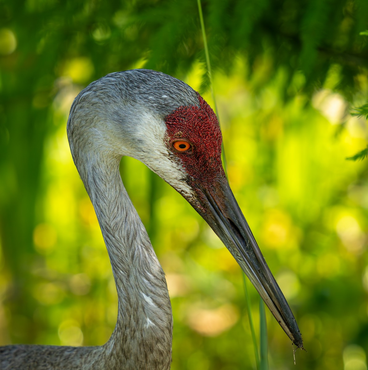 Sandhill Crane - ML636627065