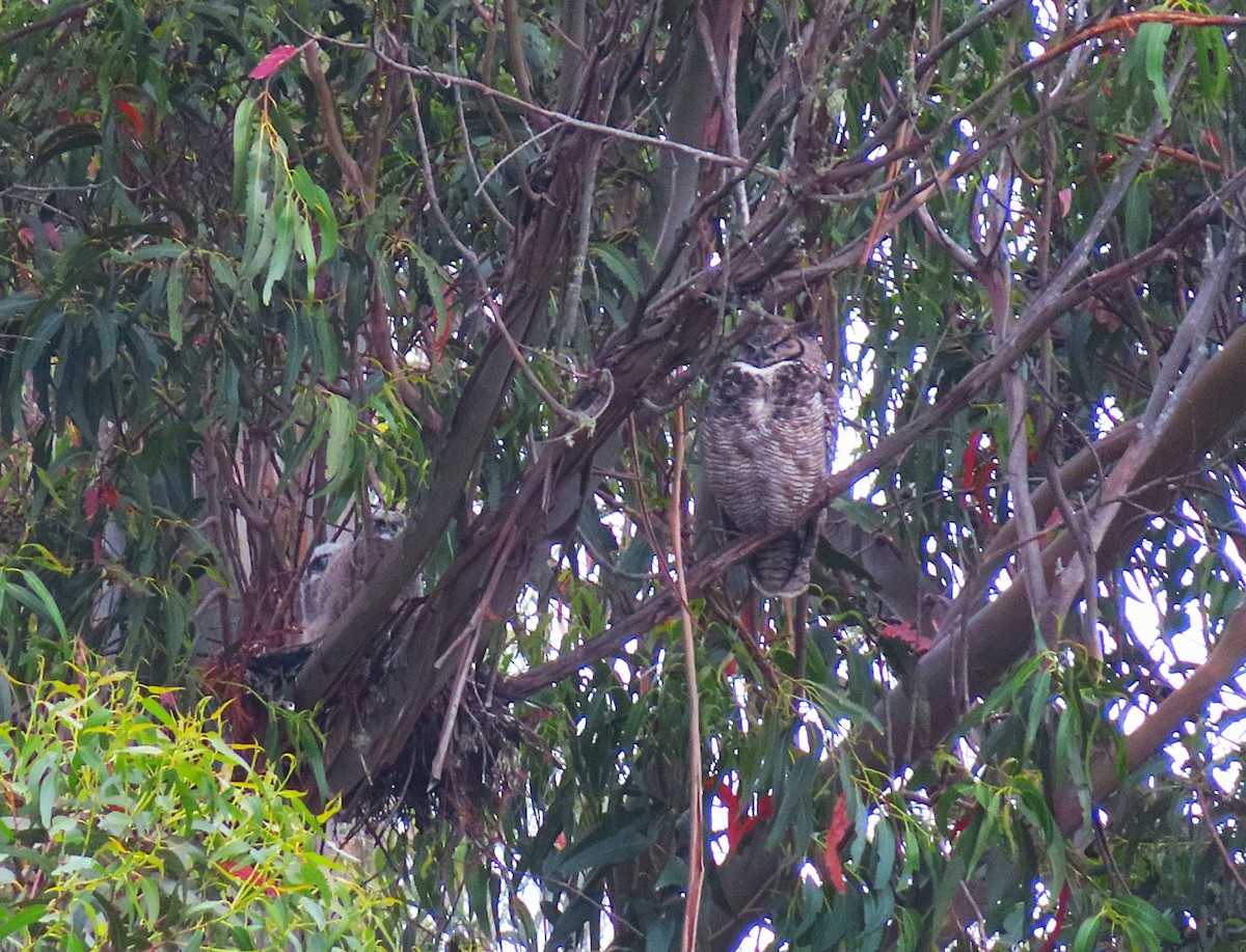 Great Horned Owl - ML636627075