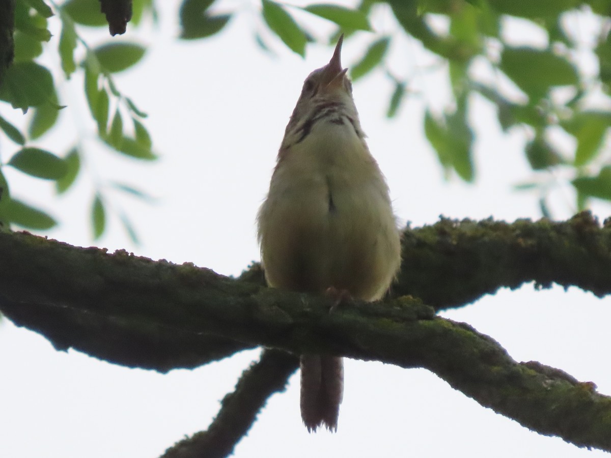Carolina Wren - ML636627095