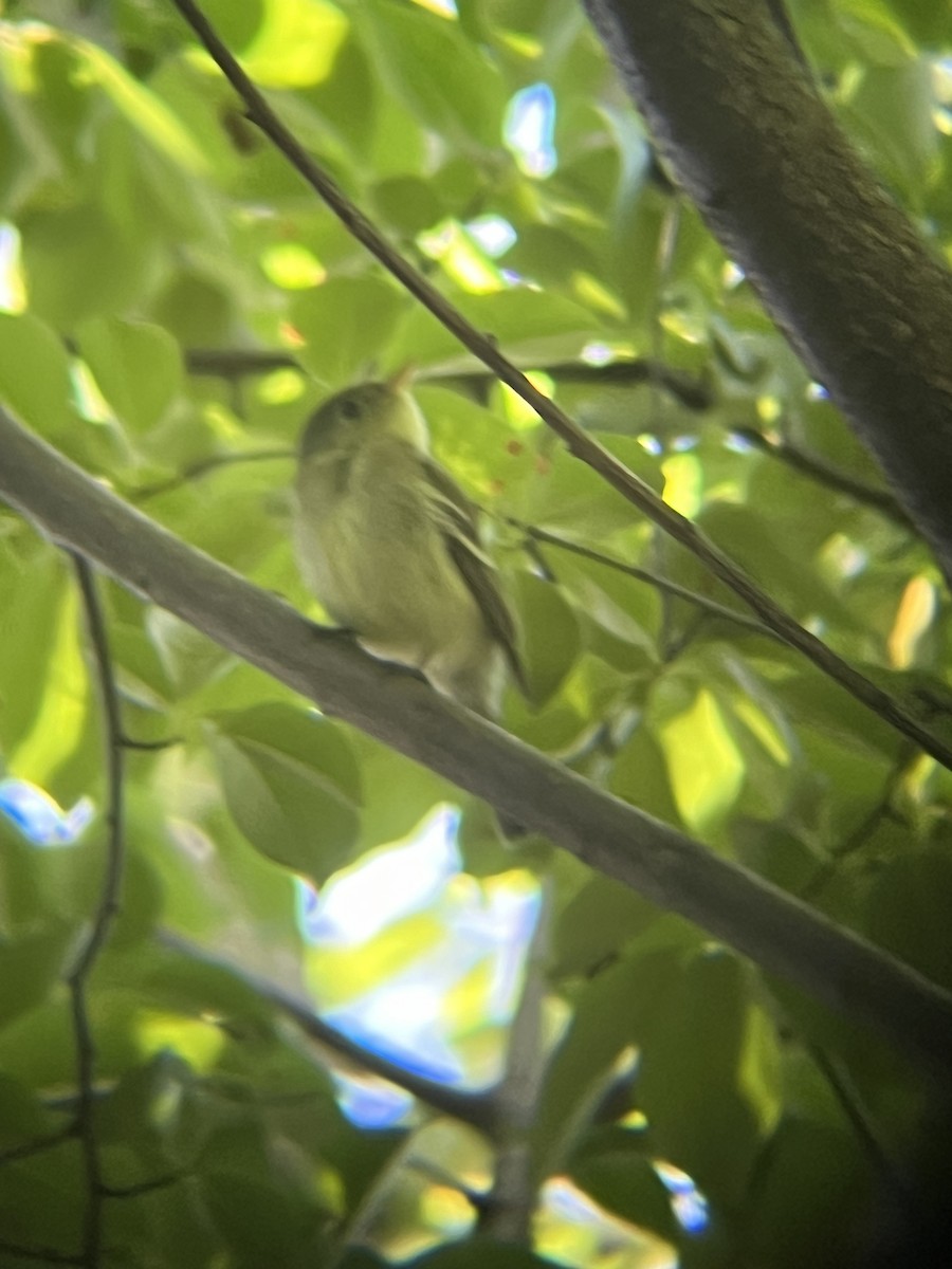 Yellow-bellied Flycatcher - ML636627104