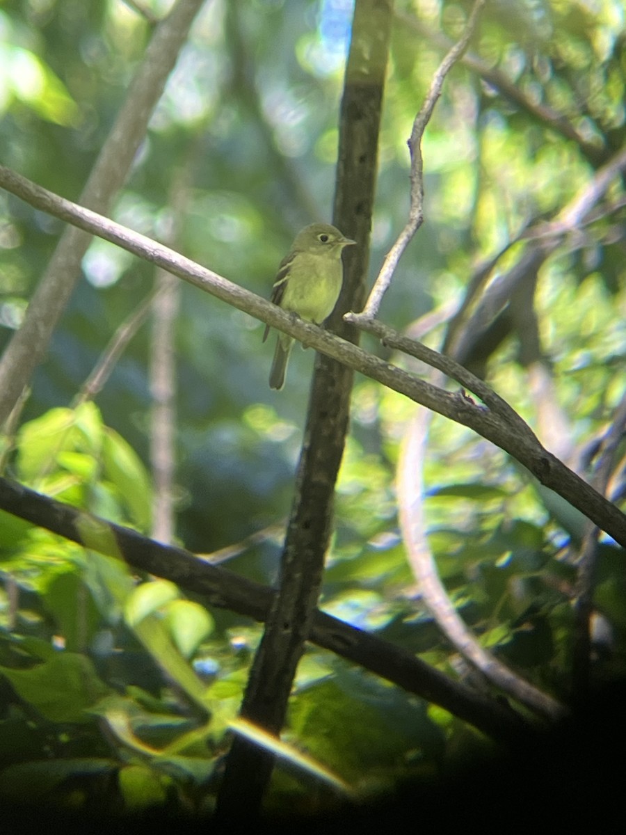 Yellow-bellied Flycatcher - ML636627105