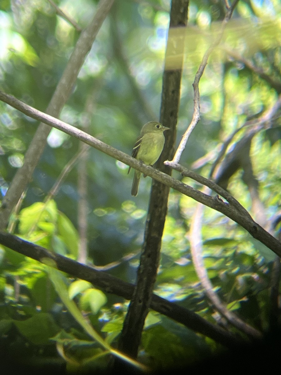 Yellow-bellied Flycatcher - ML636627106