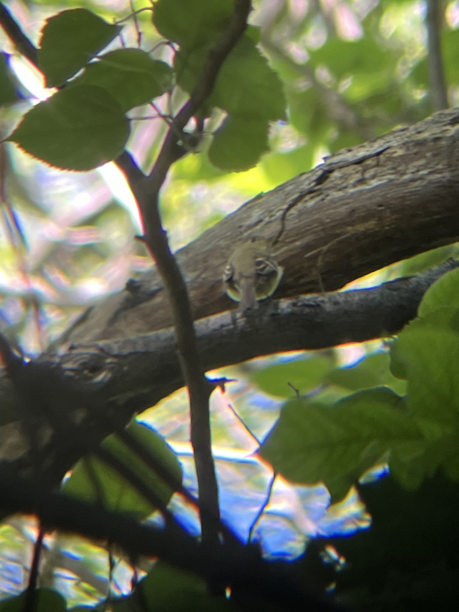Yellow-bellied Flycatcher - ML636627107