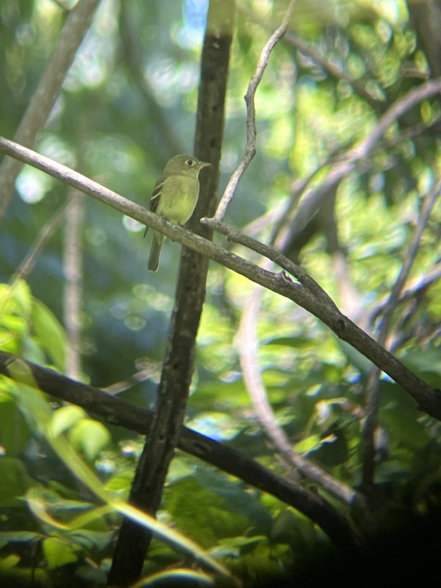 Yellow-bellied Flycatcher - ML636627108