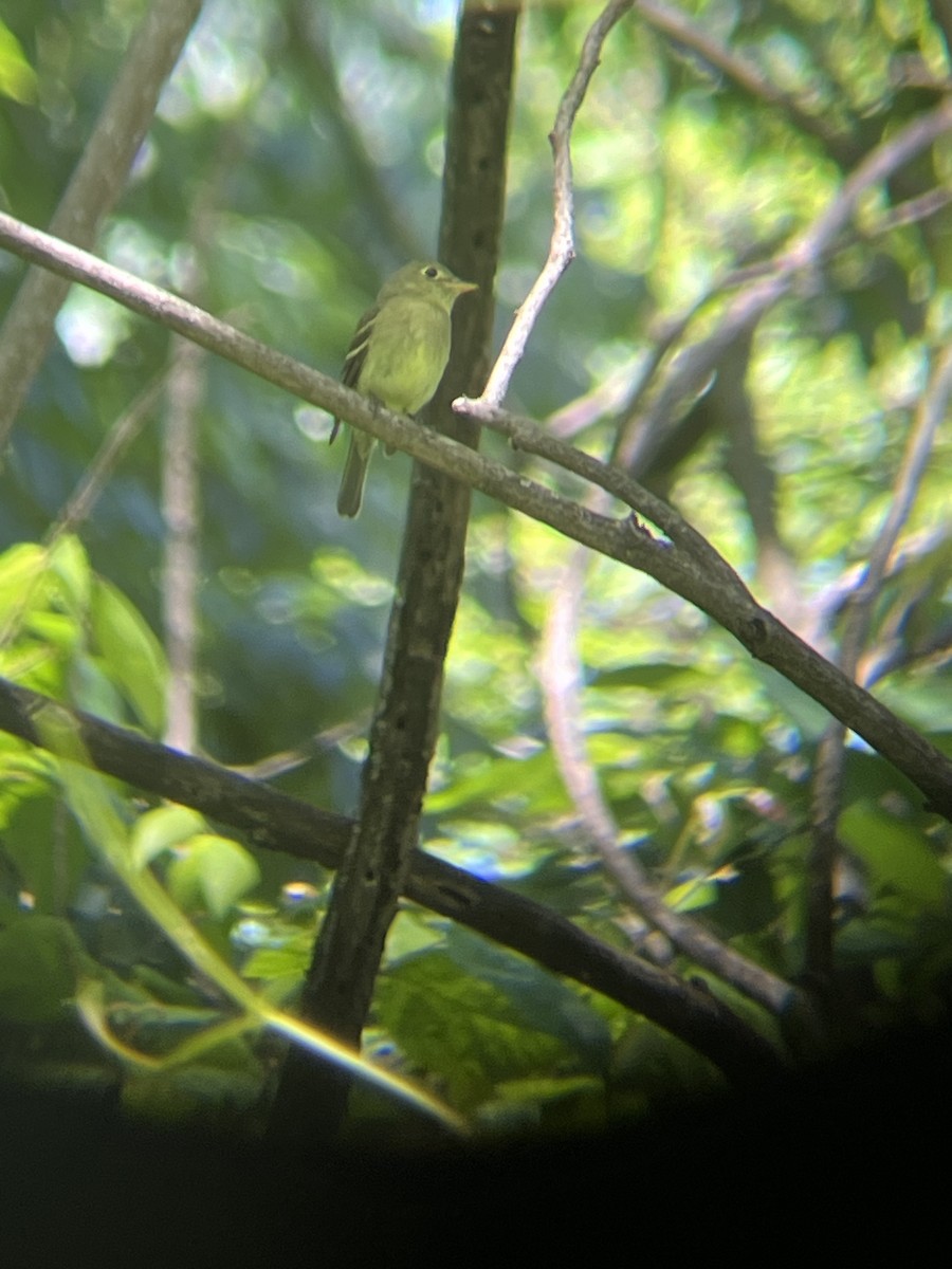 Yellow-bellied Flycatcher - ML636627109