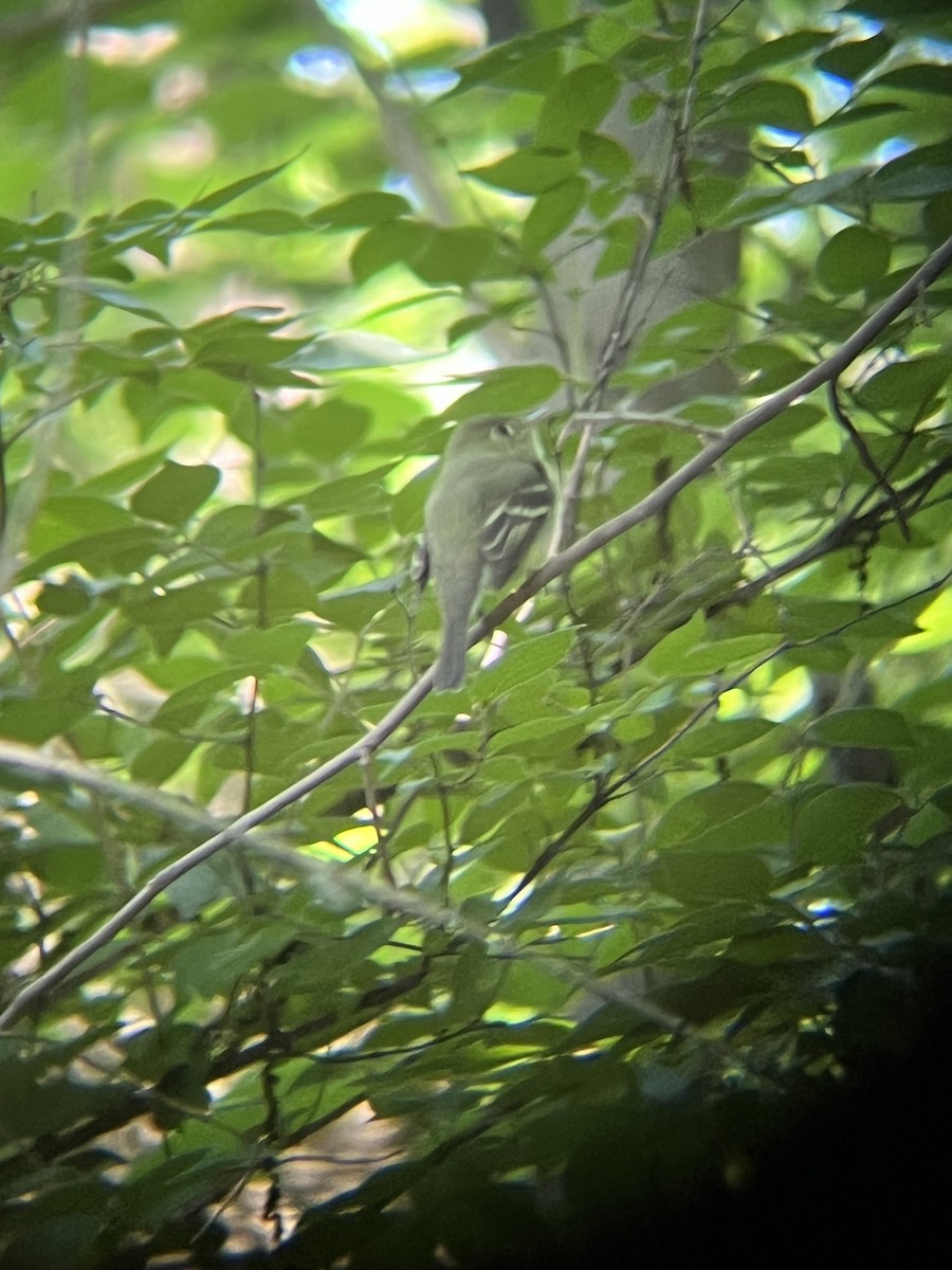 Yellow-bellied Flycatcher - ML636627110