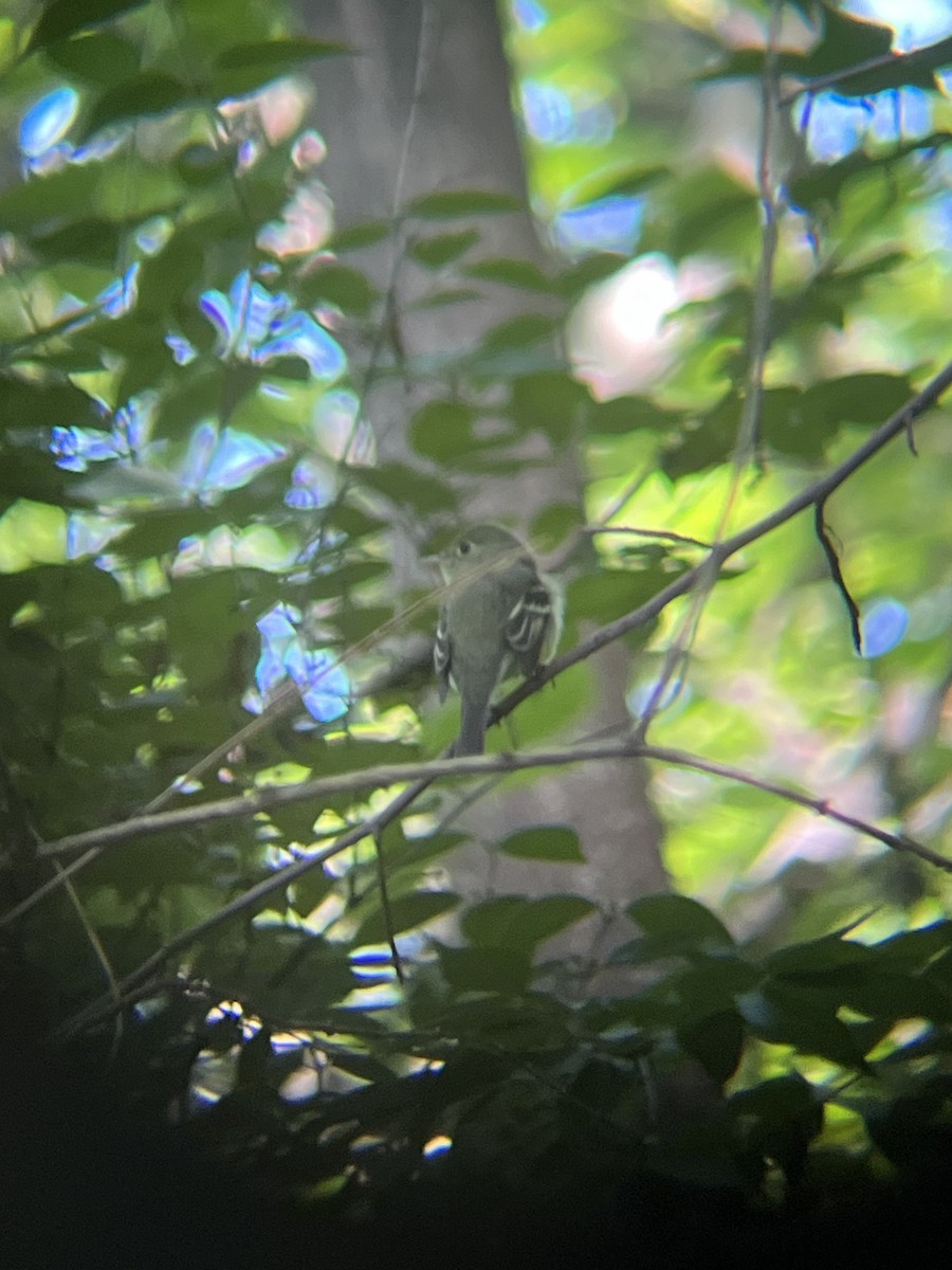Yellow-bellied Flycatcher - ML636627111