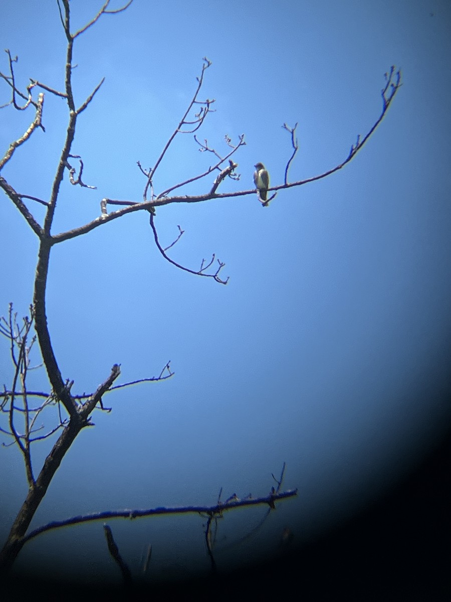 Olive-sided Flycatcher - ML636627162