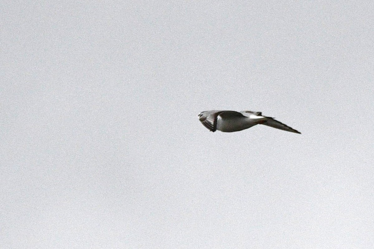 Bonaparte's Gull - ML636627229