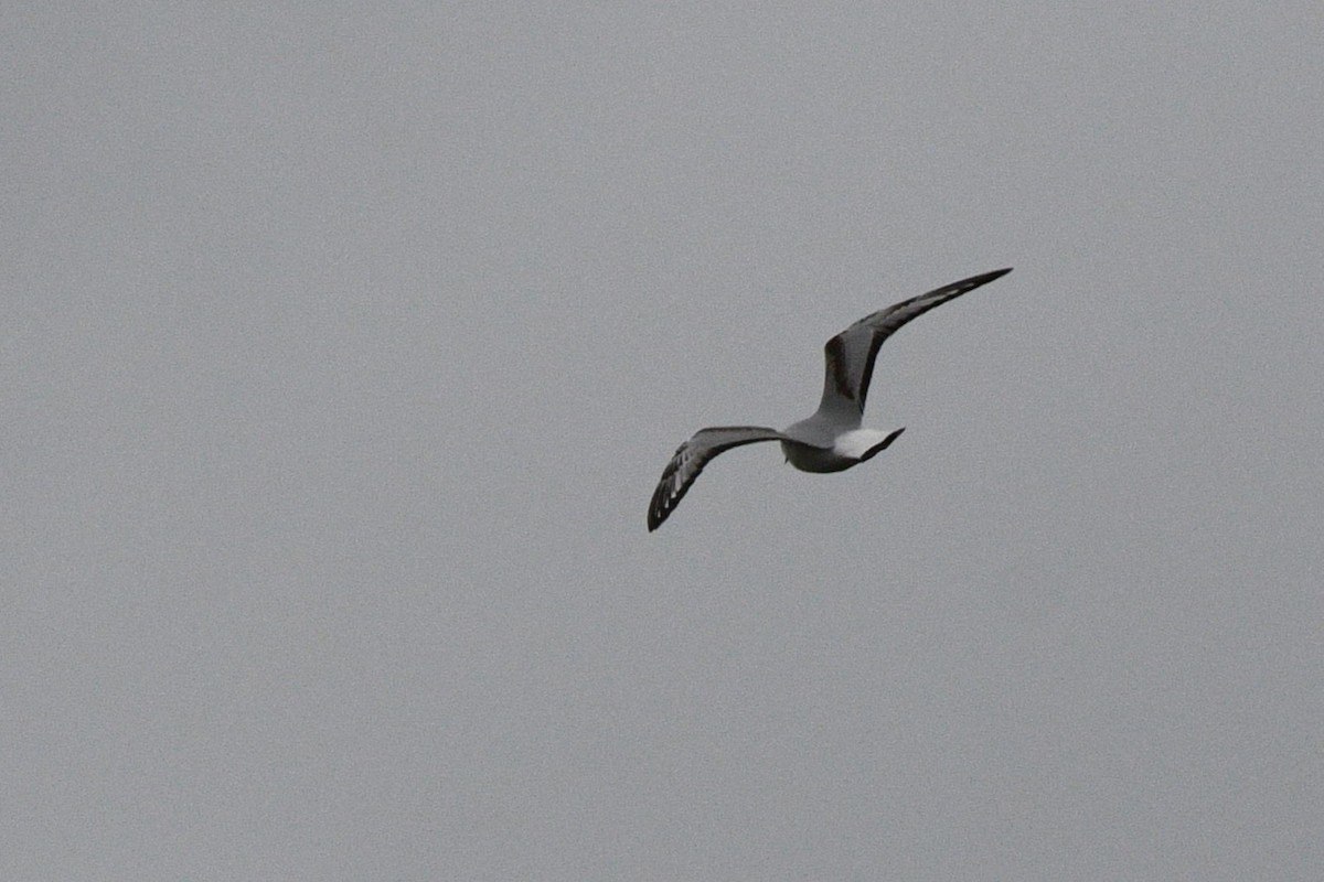 Bonaparte's Gull - ML636627230