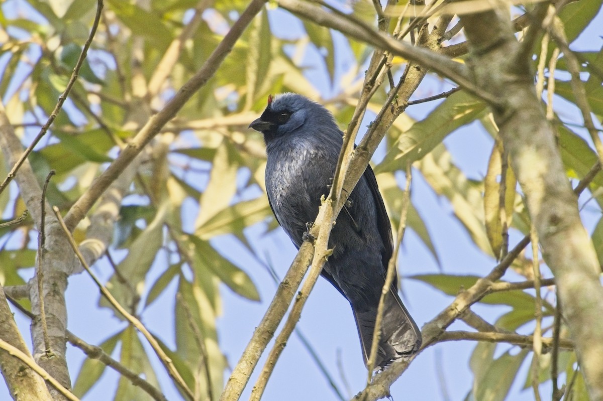 Diademed Tanager - ML636627260