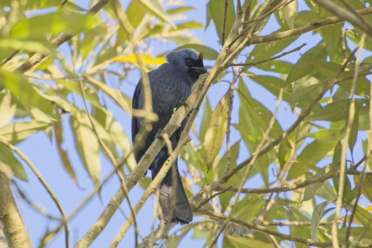 Diademed Tanager - ML636627261