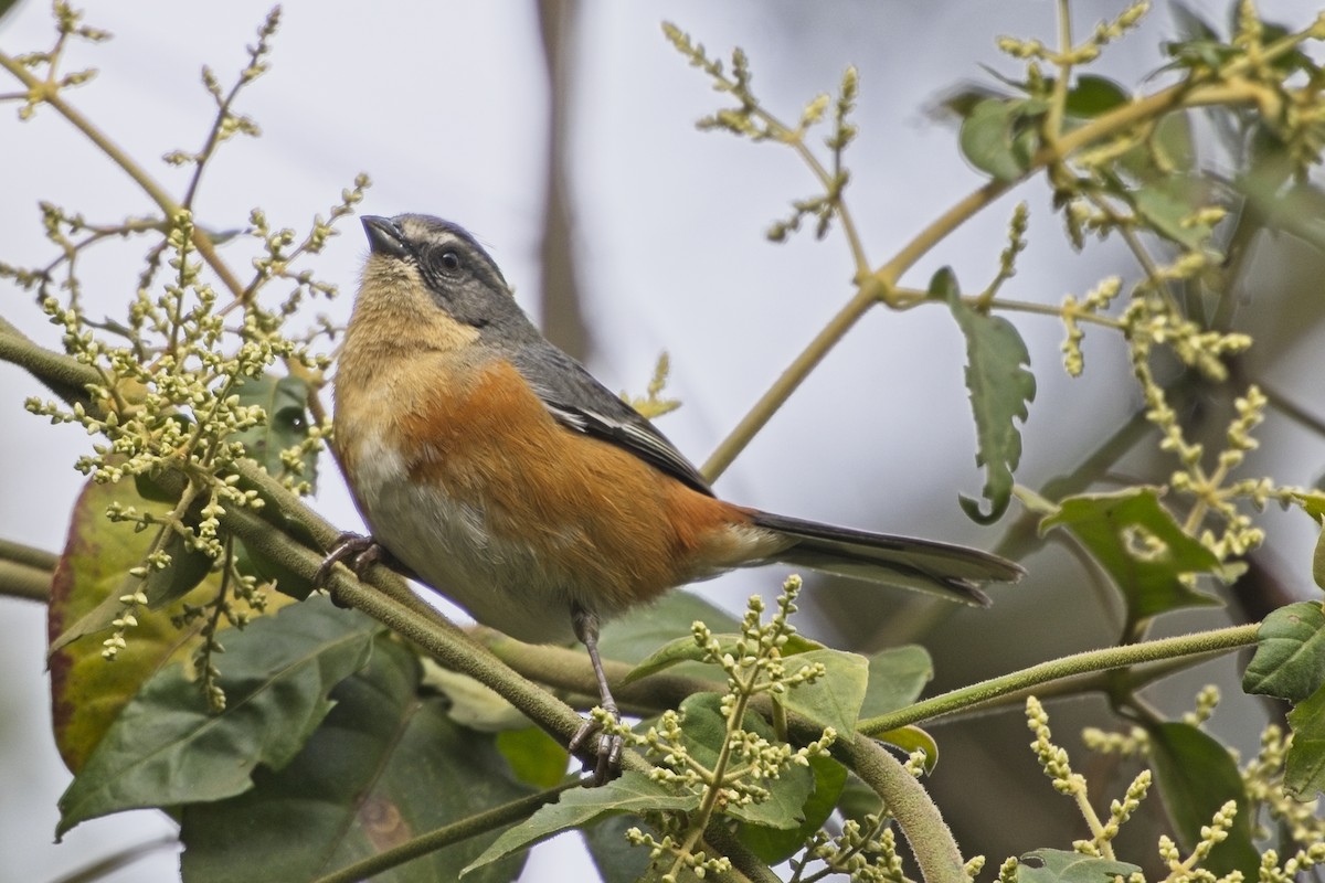 Buff-throated Warbling Finch - ML636627324