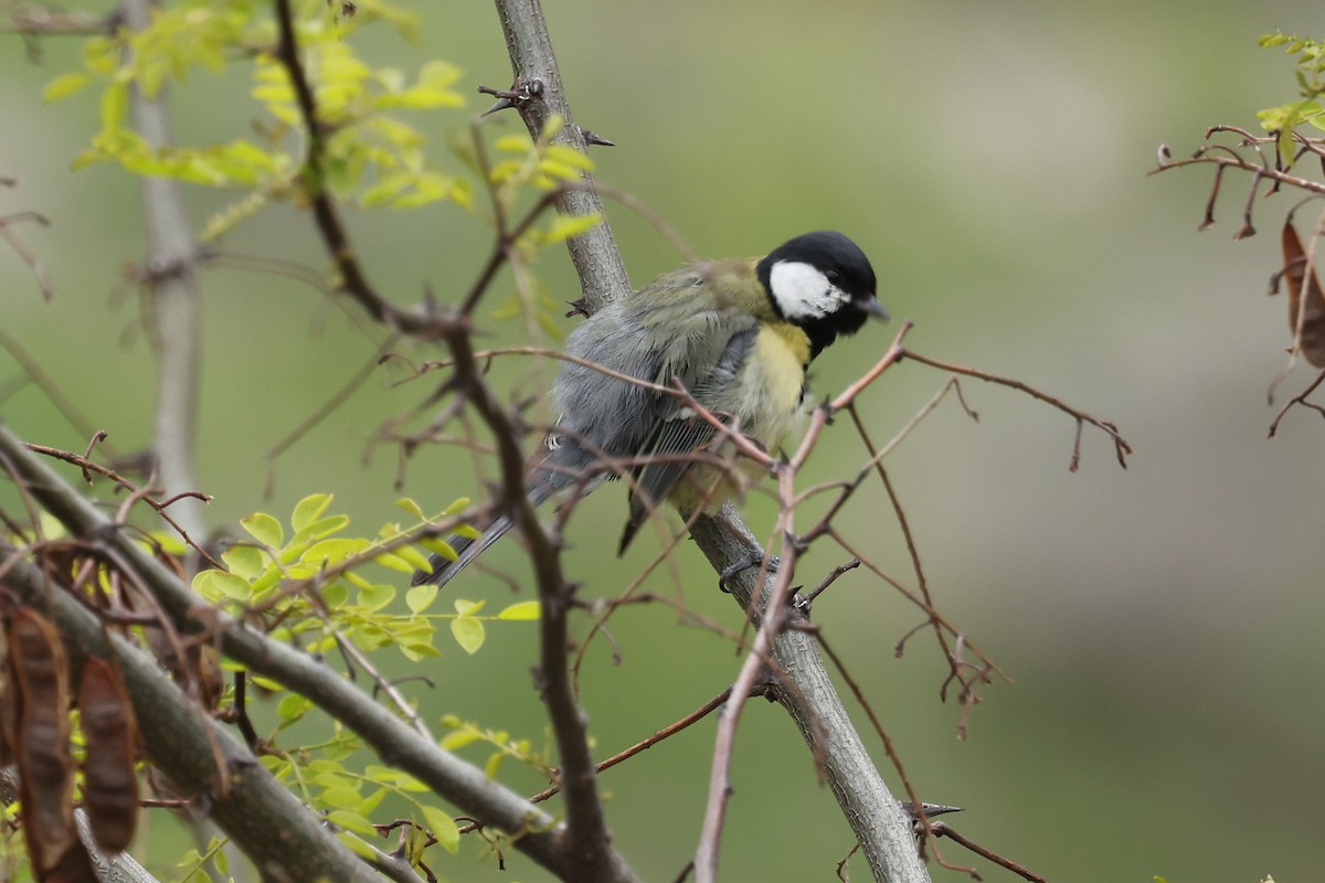 kjøttmeis - ML636627326