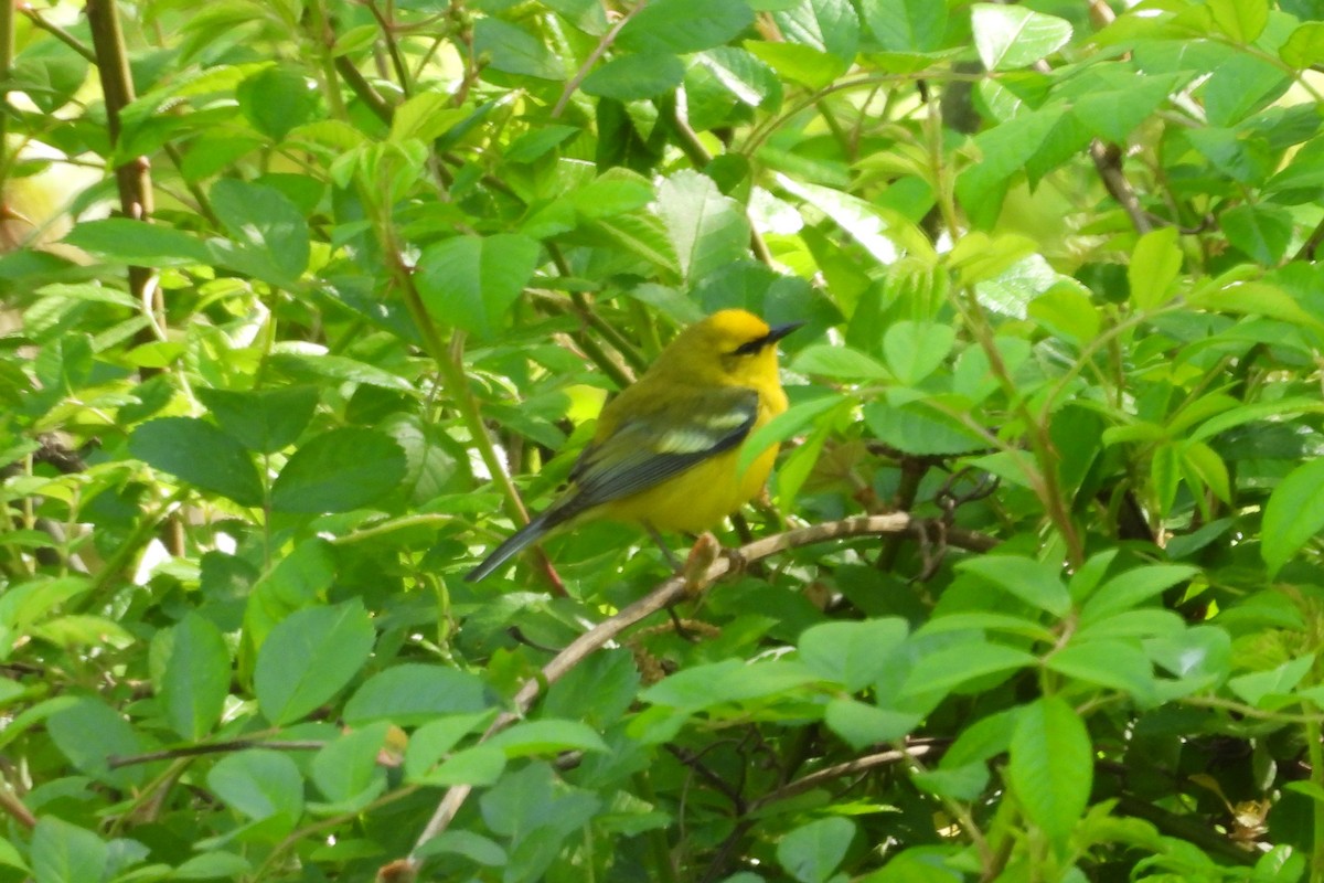 Golden-winged x Blue-winged Warbler (hybrid) - ML636627364