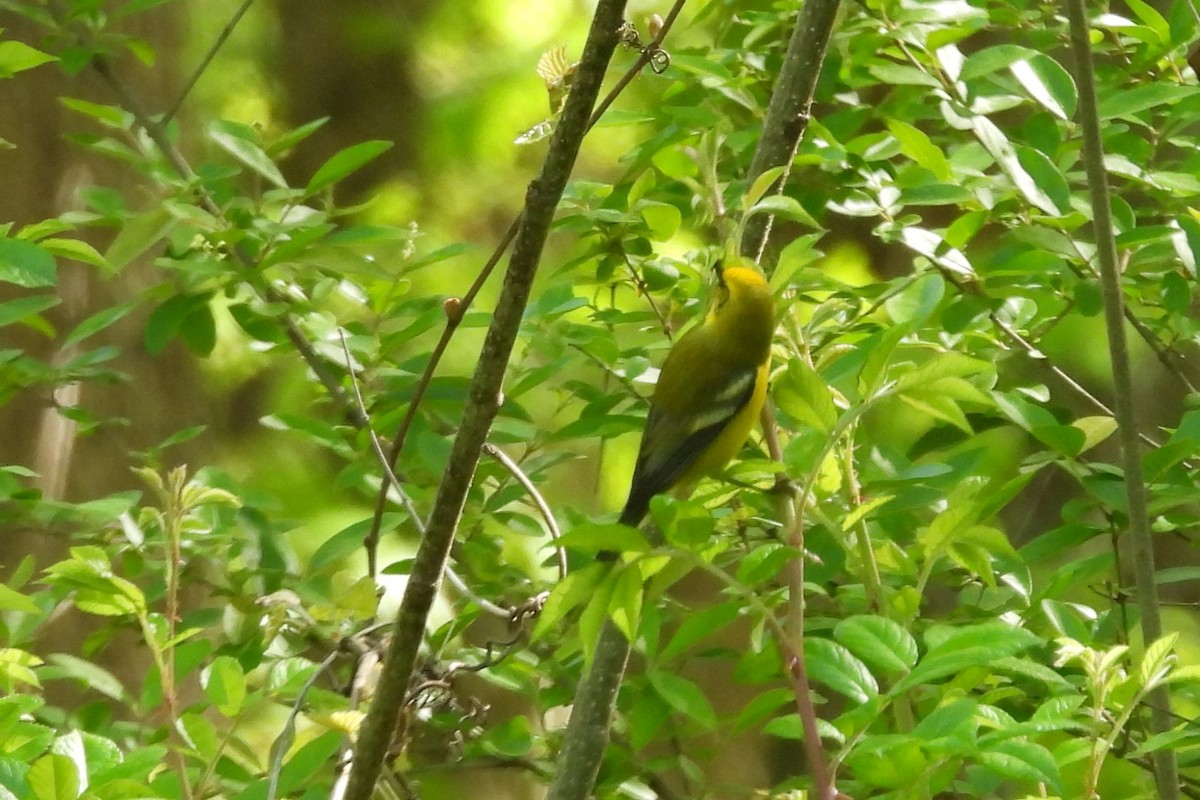 Golden-winged x Blue-winged Warbler (hybrid) - ML636627372
