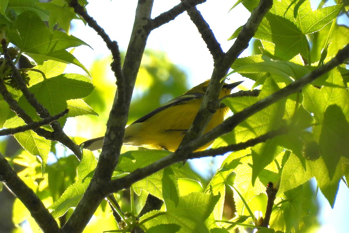 Golden-winged x Blue-winged Warbler (hybrid) - ML636627379