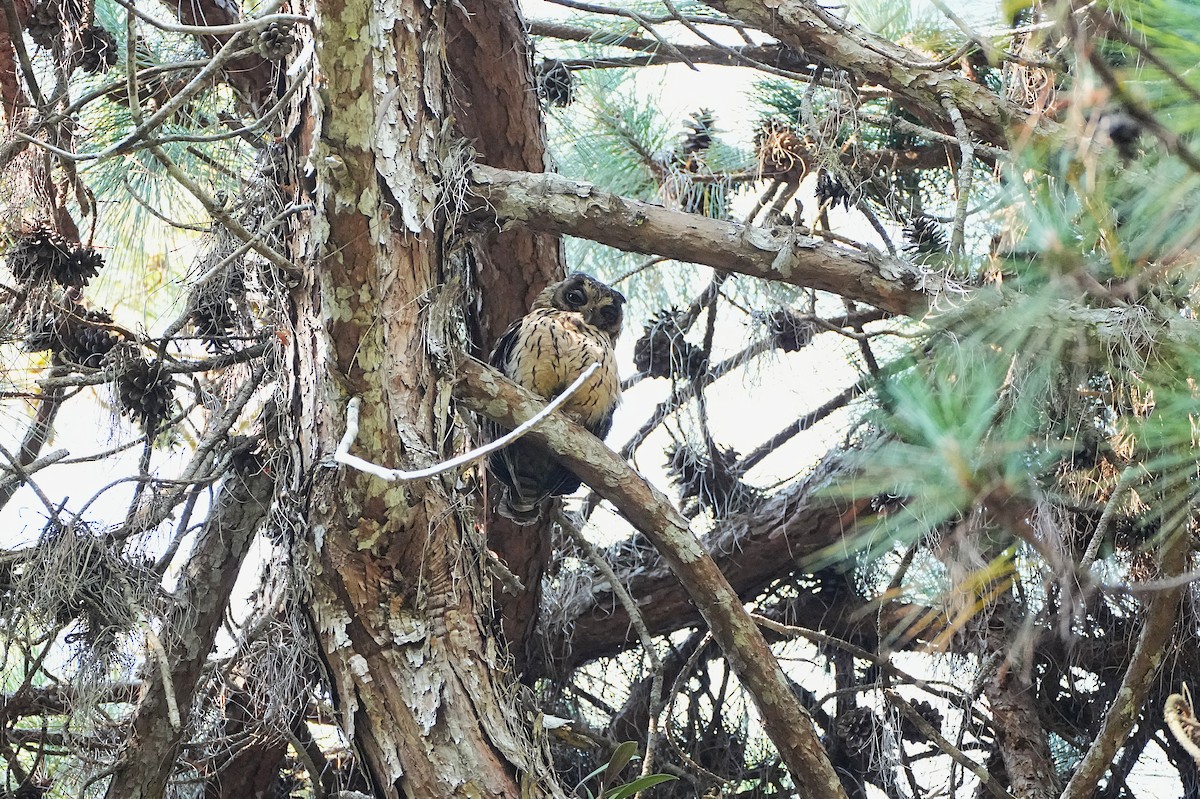 Madagascar Owl - ML636627393