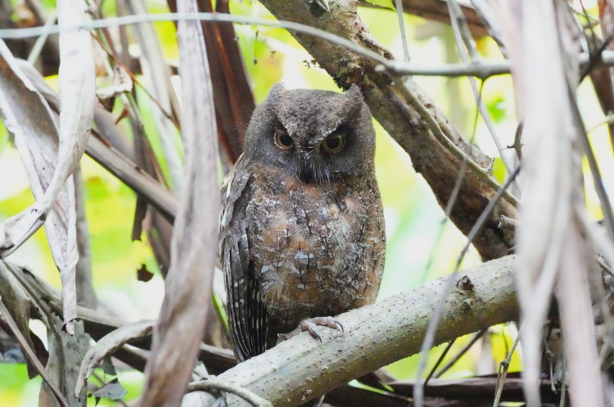 Madagascar Scops-Owl - ML636627417