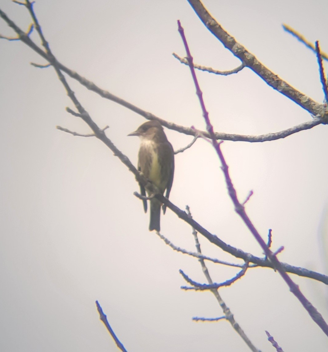 Olive-sided Flycatcher - ML636627488