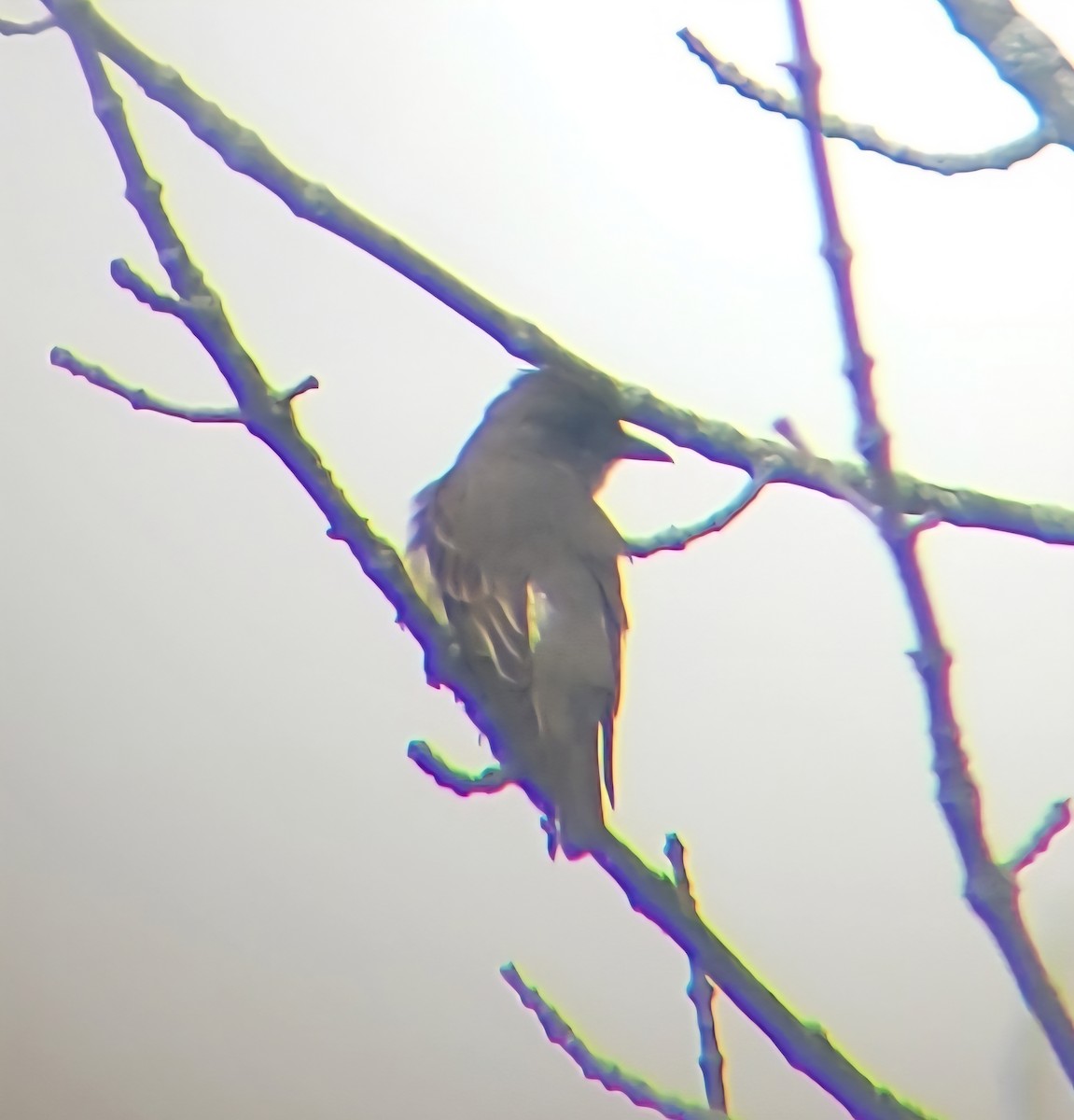 Olive-sided Flycatcher - ML636627490