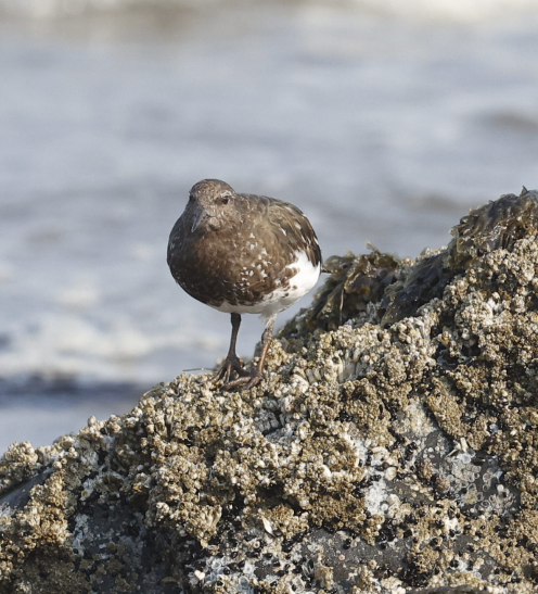 Black Turnstone - ML636627502