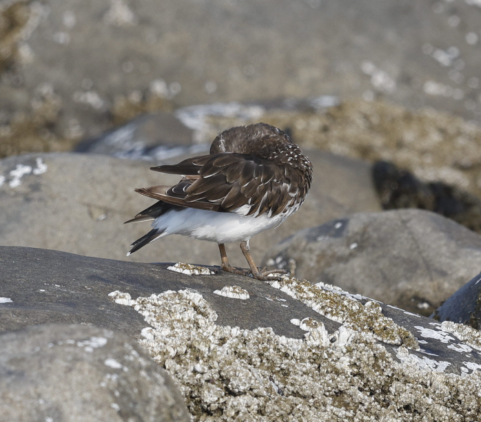 Black Turnstone - ML636627504