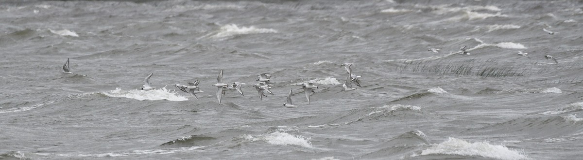 Bonaparte's Gull - ML636627665