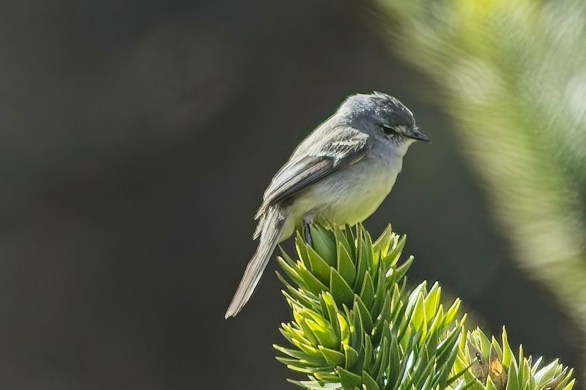 White-crested Tyrannulet (Sulphur-bellied) - ML636627707