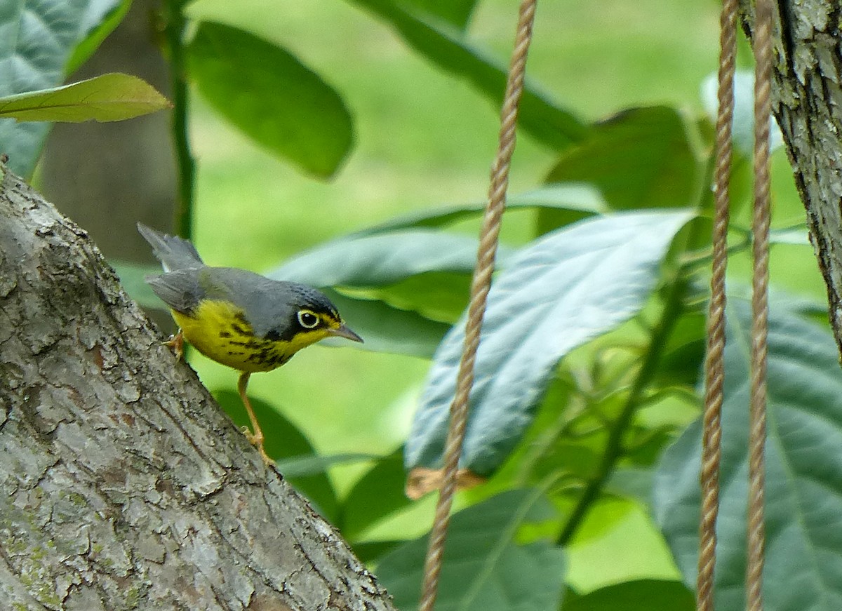 Canada Warbler - ML636627708