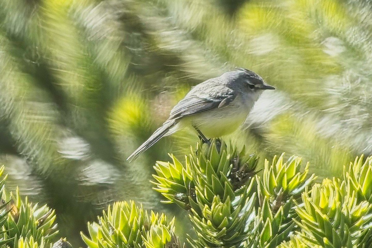 White-crested Tyrannulet (Sulphur-bellied) - ML636627709