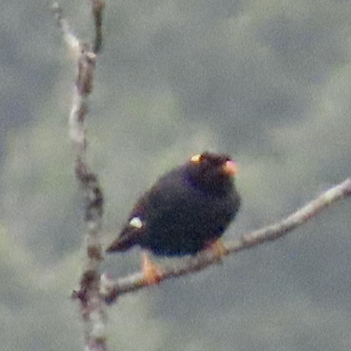 Southern Hill Myna - ML636627846