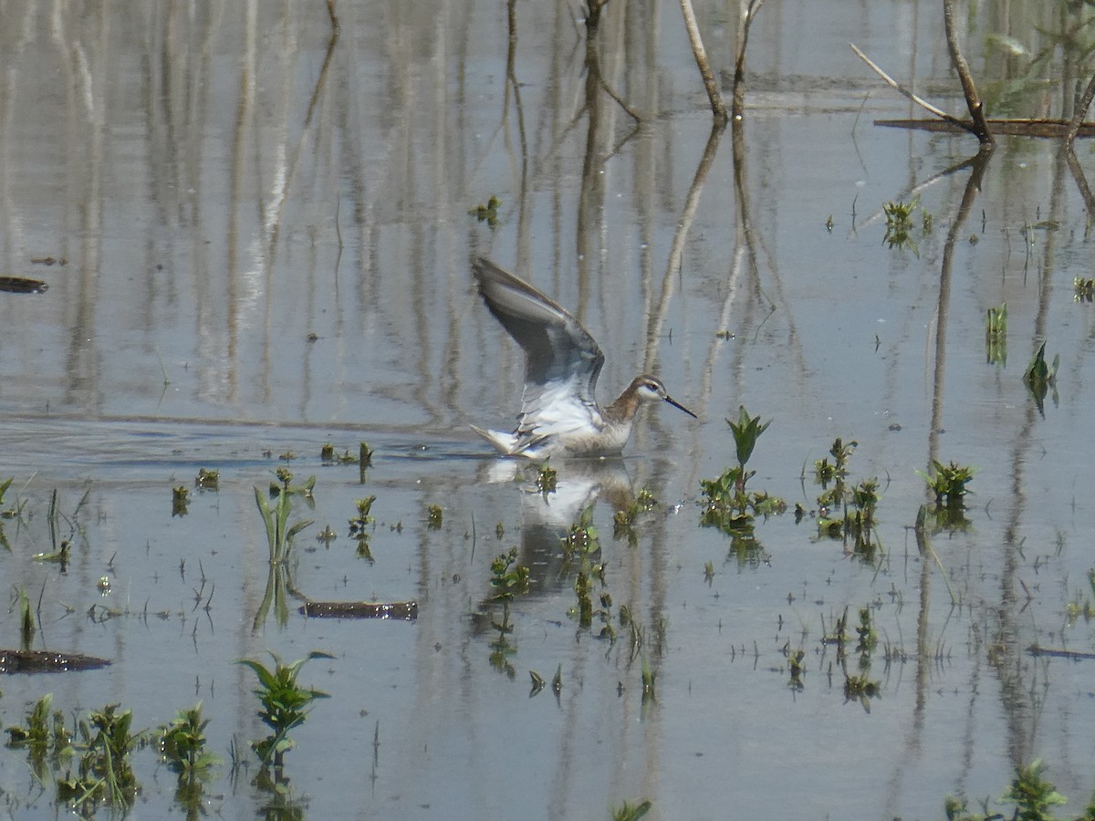 Wilson's Phalarope - ML636628032