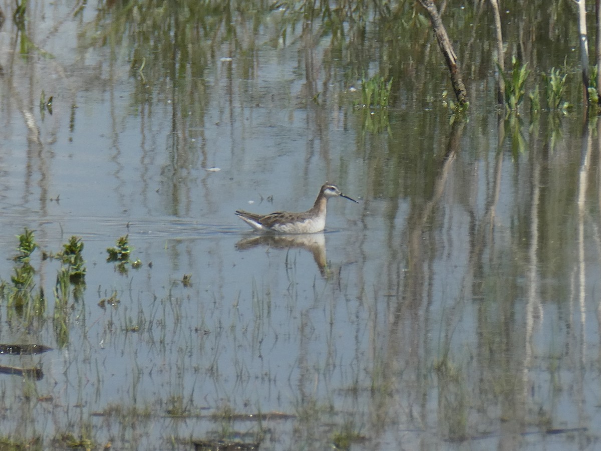 Wilson's Phalarope - ML636628033