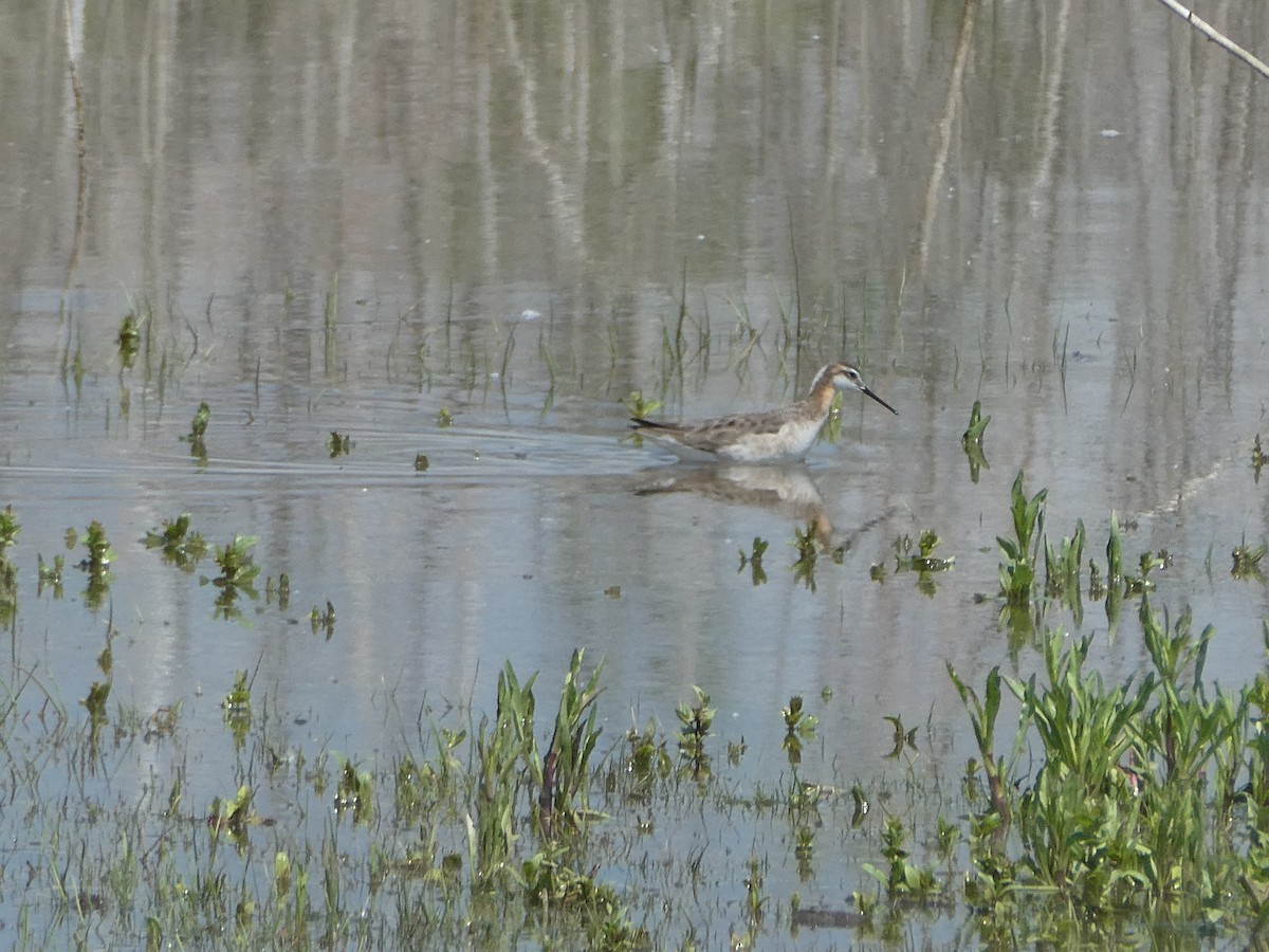 Wilson's Phalarope - ML636628036
