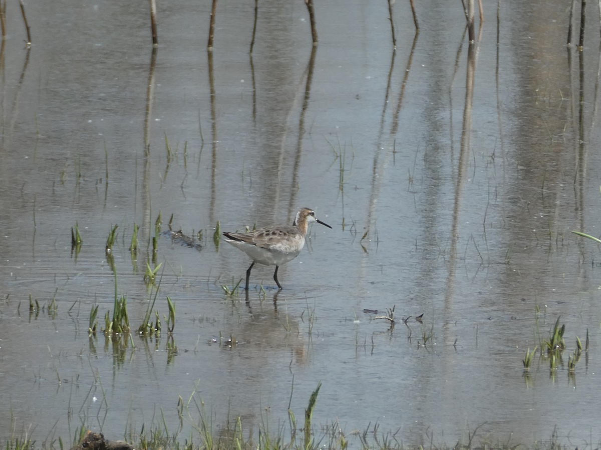 Wilson's Phalarope - ML636628037