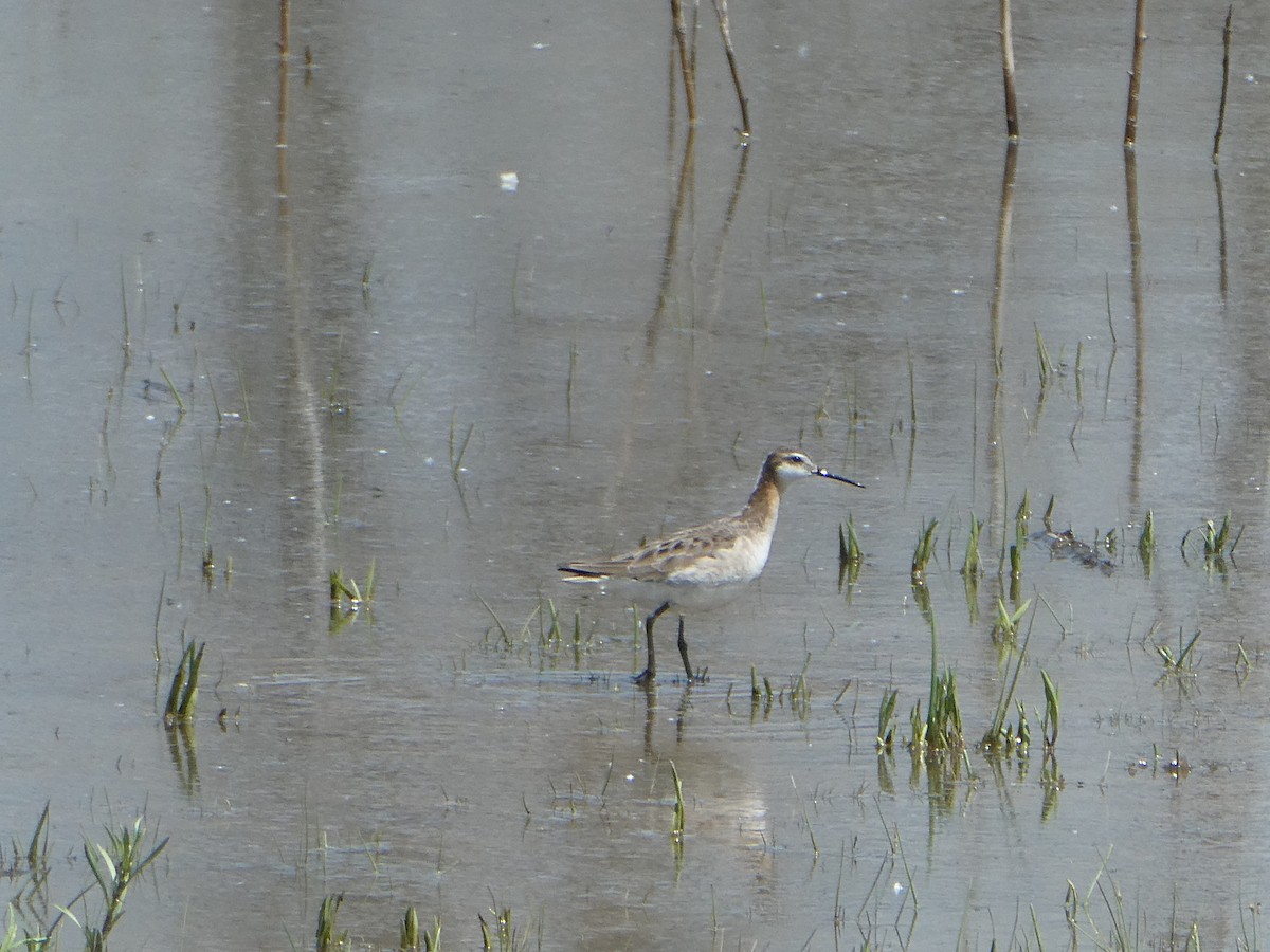 Wilson's Phalarope - ML636628038
